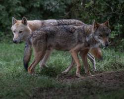 Pierre RICH - Pierre Rich